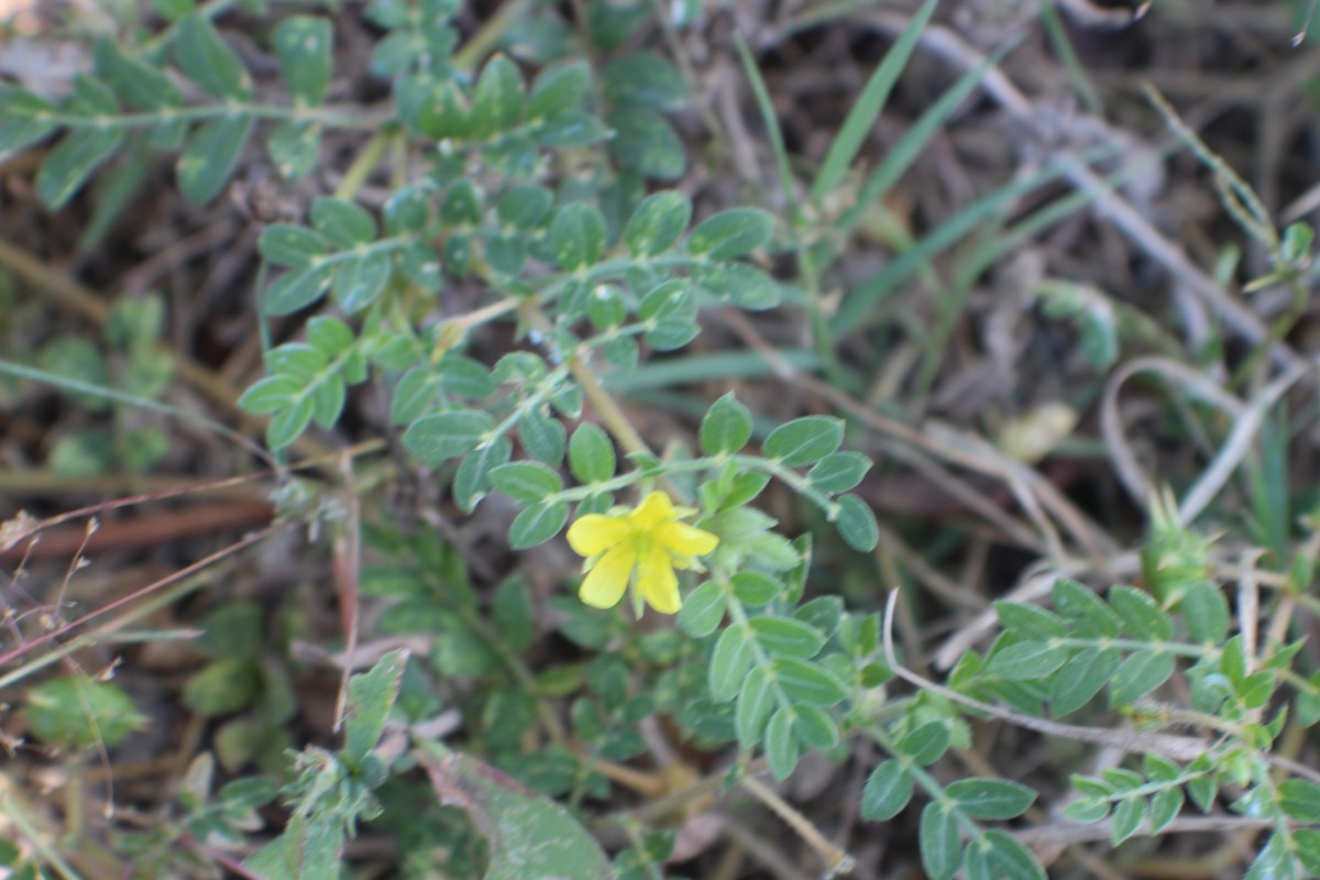 Tribulus